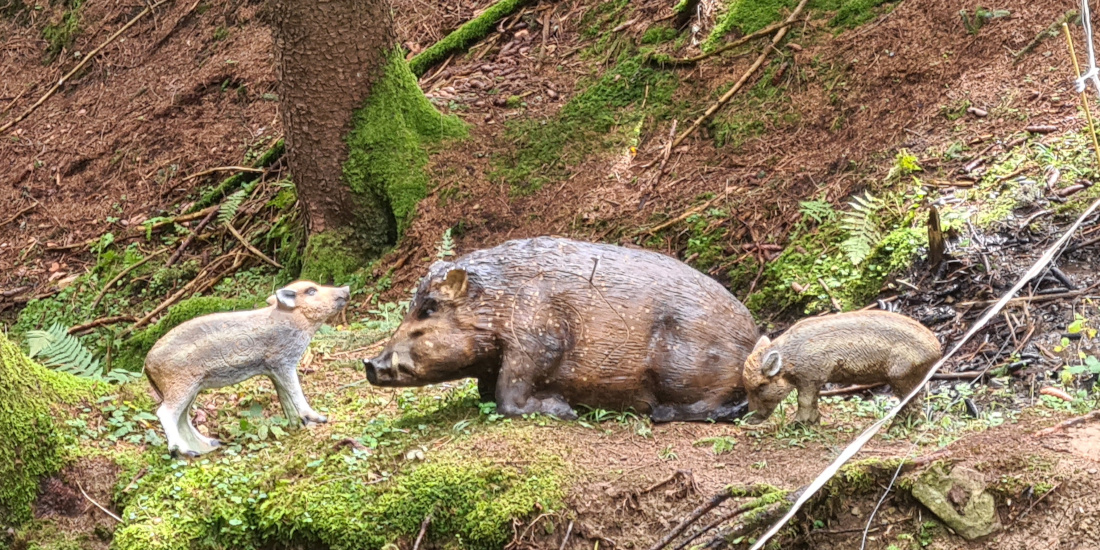 Colemen Traditionell intuitiv Bogenschießen, 3D Bogenparcours Allgäu Bolsterlang
