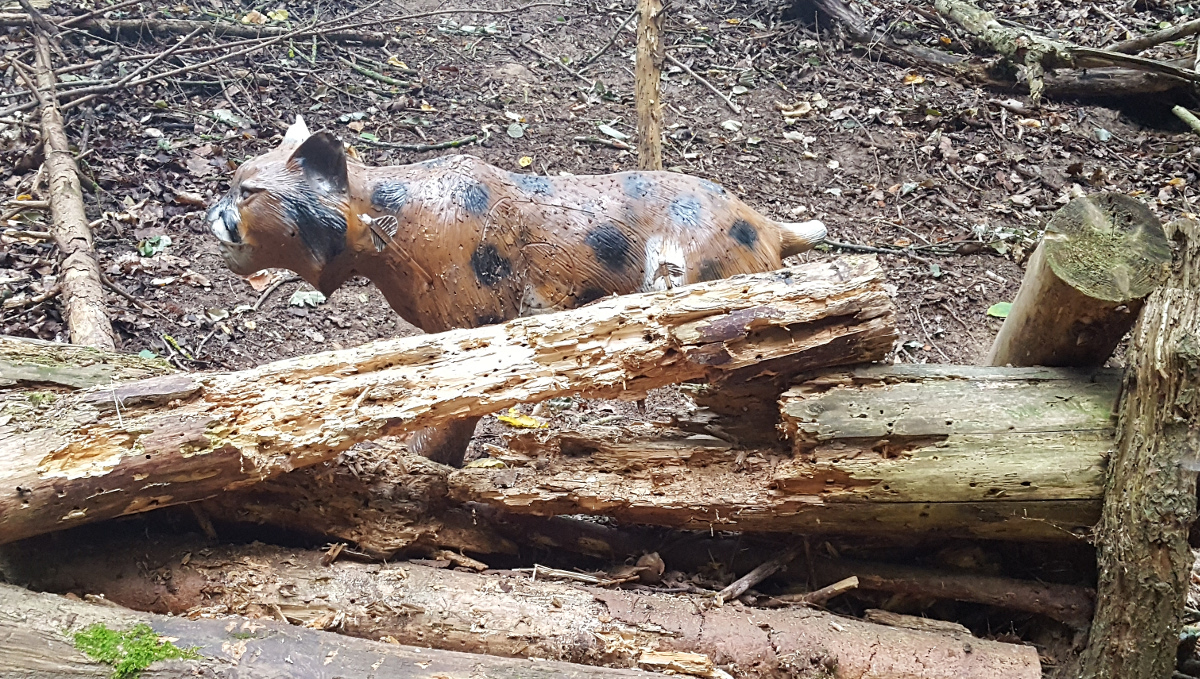 Colemen Traditionell intuitiv Bogenschießen, 3D Bogenparcours Bärleinsparcours