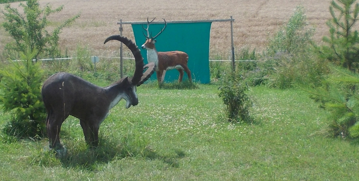 Colemen Traditionell intuitiv Bogenschießen, 3D Bogenparcours Bärleinsparcours