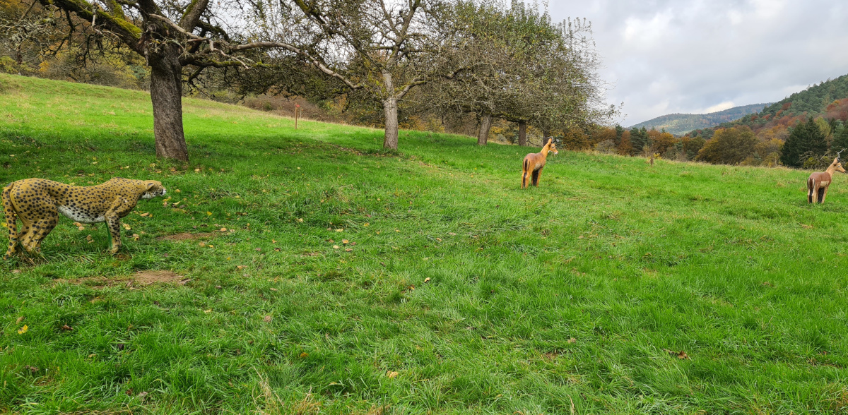 Colemen Traditionell intuitiv Bogenschießen, 3D Bogenparcours Collenberg