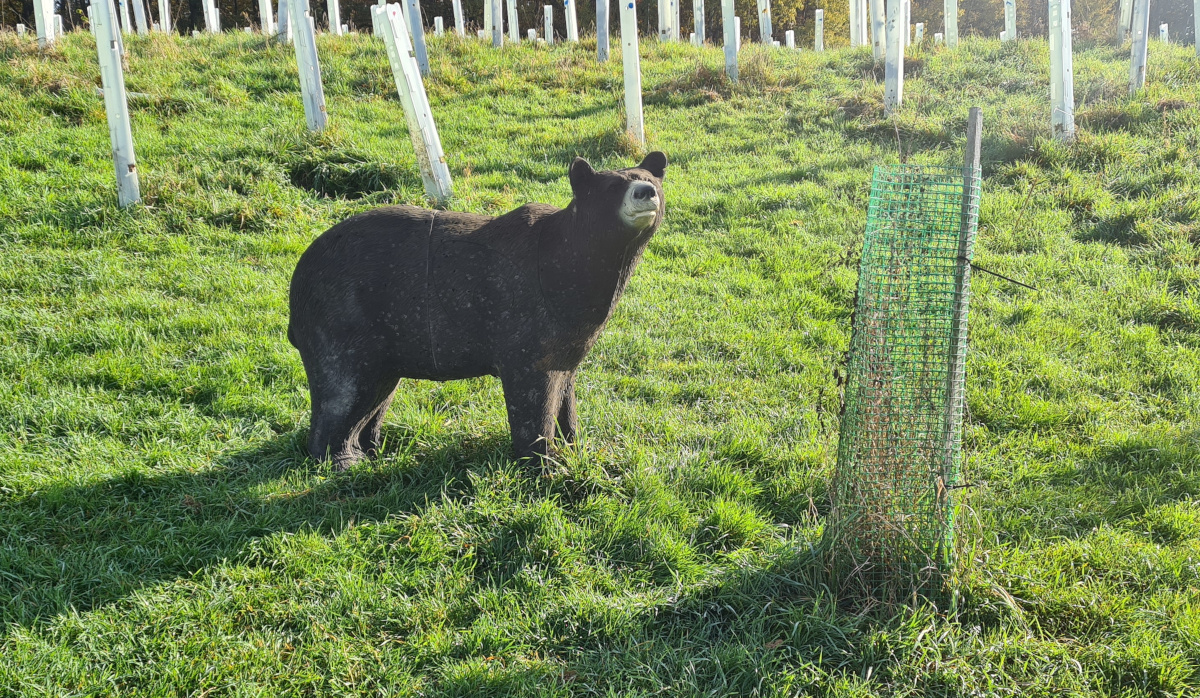 Colemen Traditionell intuitiv Bogenschießen, 3D Bogenparcours, Traditioneller Bogenparcours Eckartshausen