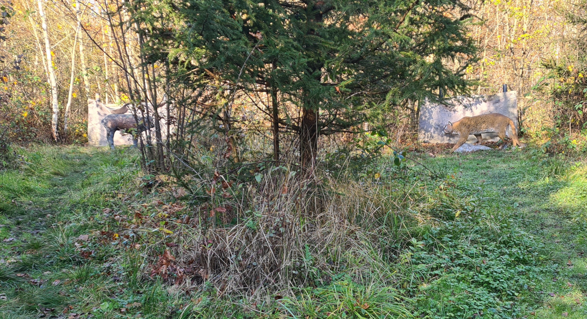 Colemen Traditionell intuitiv Bogenschießen, 3D Bogenparcours, Traditioneller Bogenparcours Eckartshausen