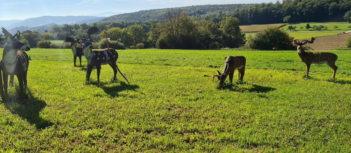 Colemen Traditionell intuitiv Bogenschießen, 3D Bogenparcours Eigeltingen