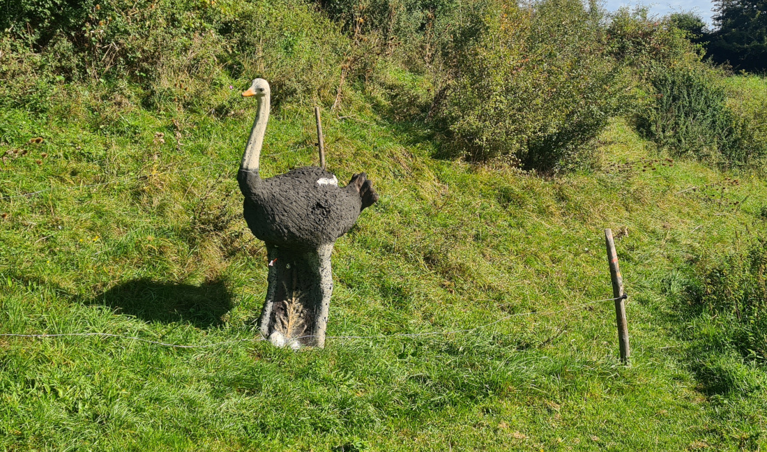 Colemen Traditionell intuitiv Bogenschießen, 3D Bogenparcours Martinszell