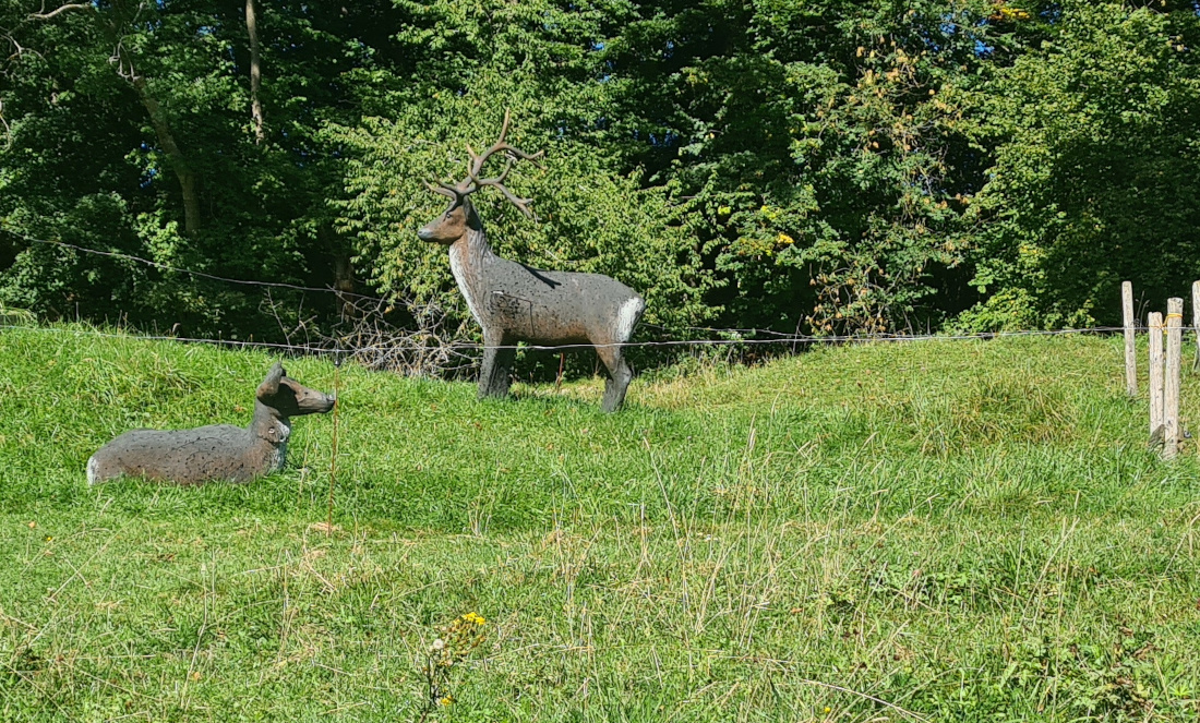 Colemen Traditionell intuitiv Bogenschießen, 3D Bogenparcours Martinszell