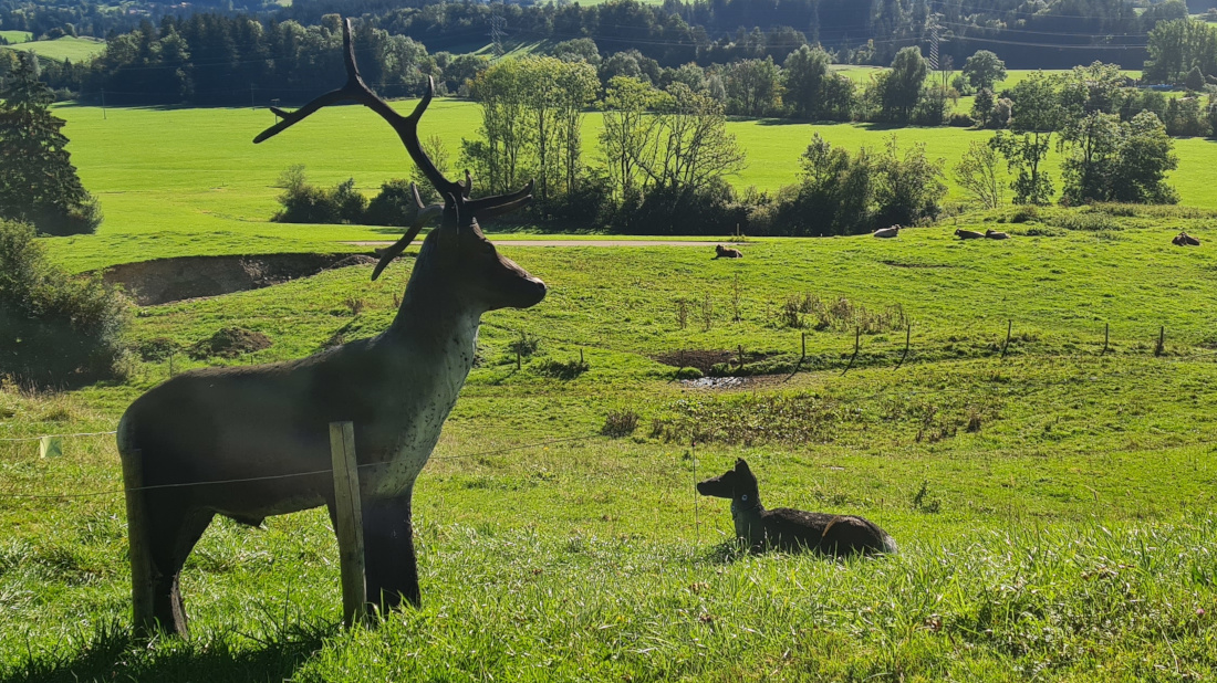 Colemen Traditionell intuitiv Bogenschießen, 3D Bogenparcours Martinszell