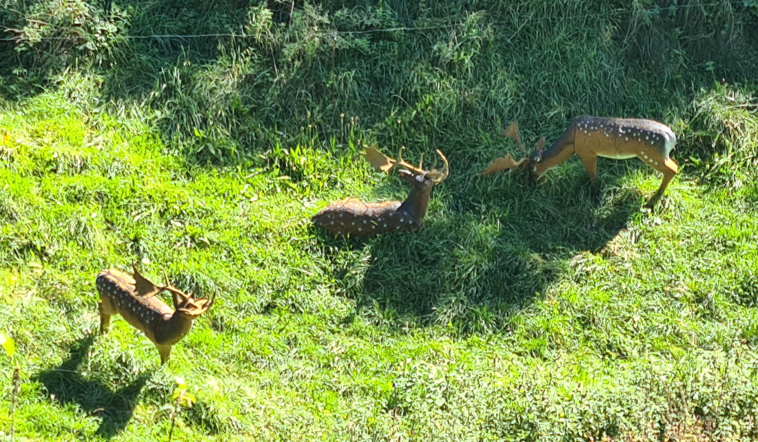 Colemen Traditionell intuitiv Bogenschießen, 3D Bogenparcours Martinszell