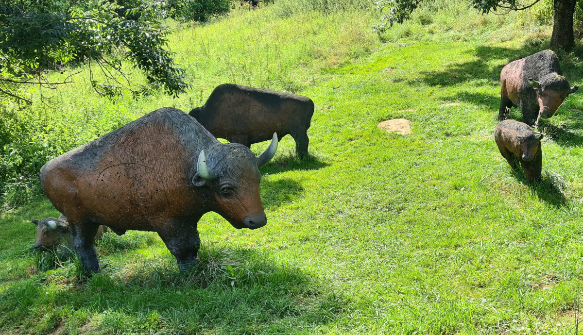 Colemen Traditionell intuitiv Bogenschießen, 3D Bogenparcours, Bogenparcours Ox Bow