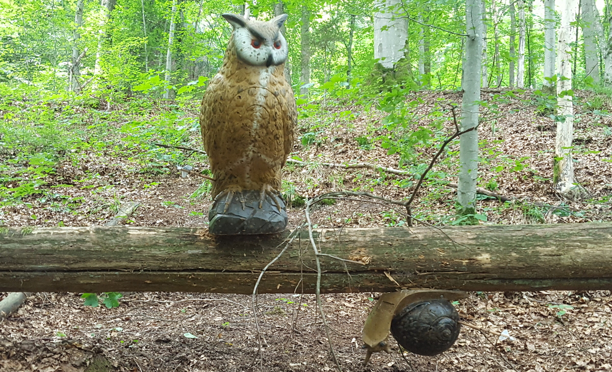 Colemen Traditionell intuitiv Bogenschießen, 3D Bogenparcours SC Diana