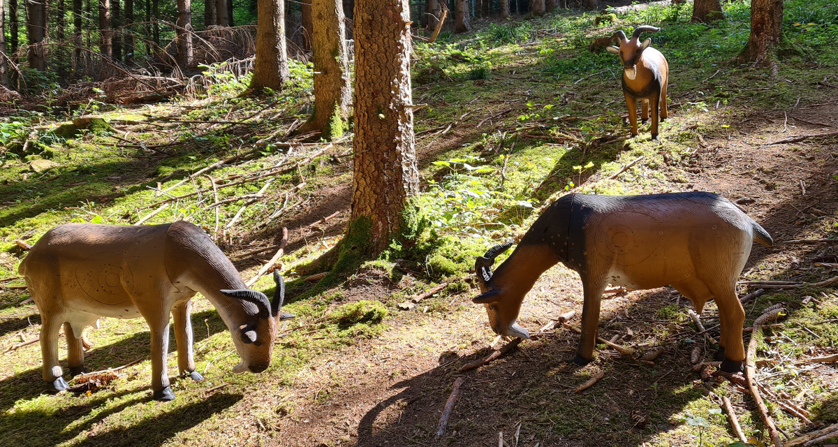 Colemen Traditionell intuitiv Bogenschießen, 3D Bogenparcours SC Diana