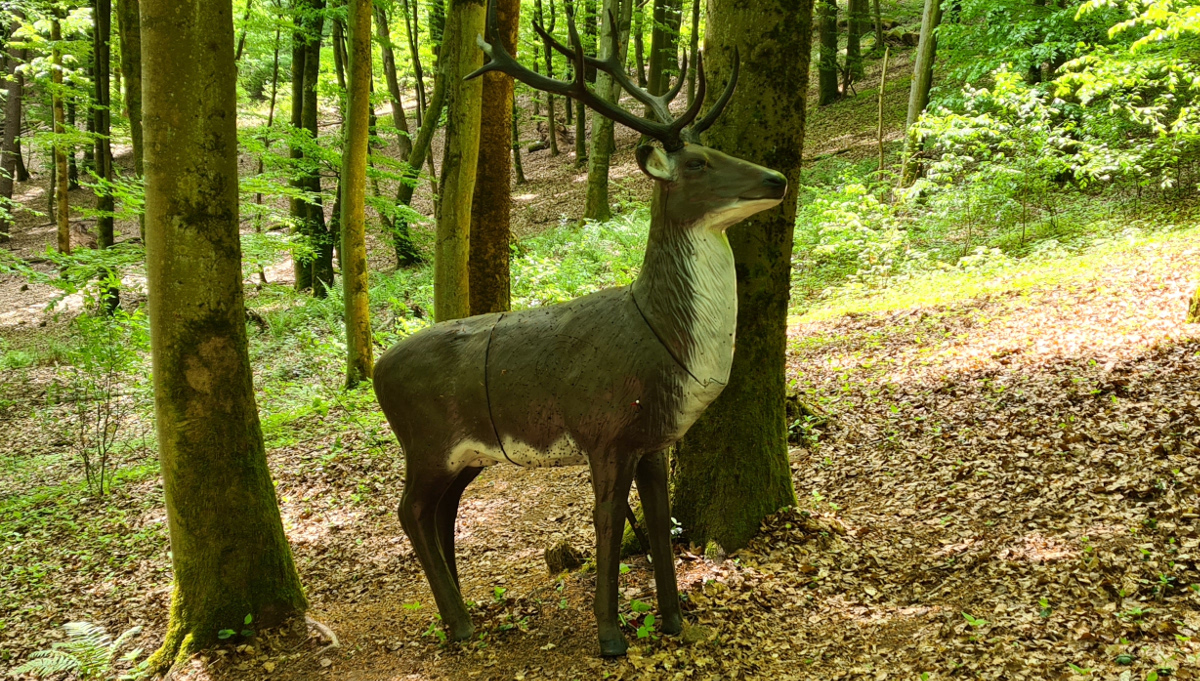 Colemen Traditionell intuitiv Bogenschießen, 3D Bogenparcours Stadtprozelten