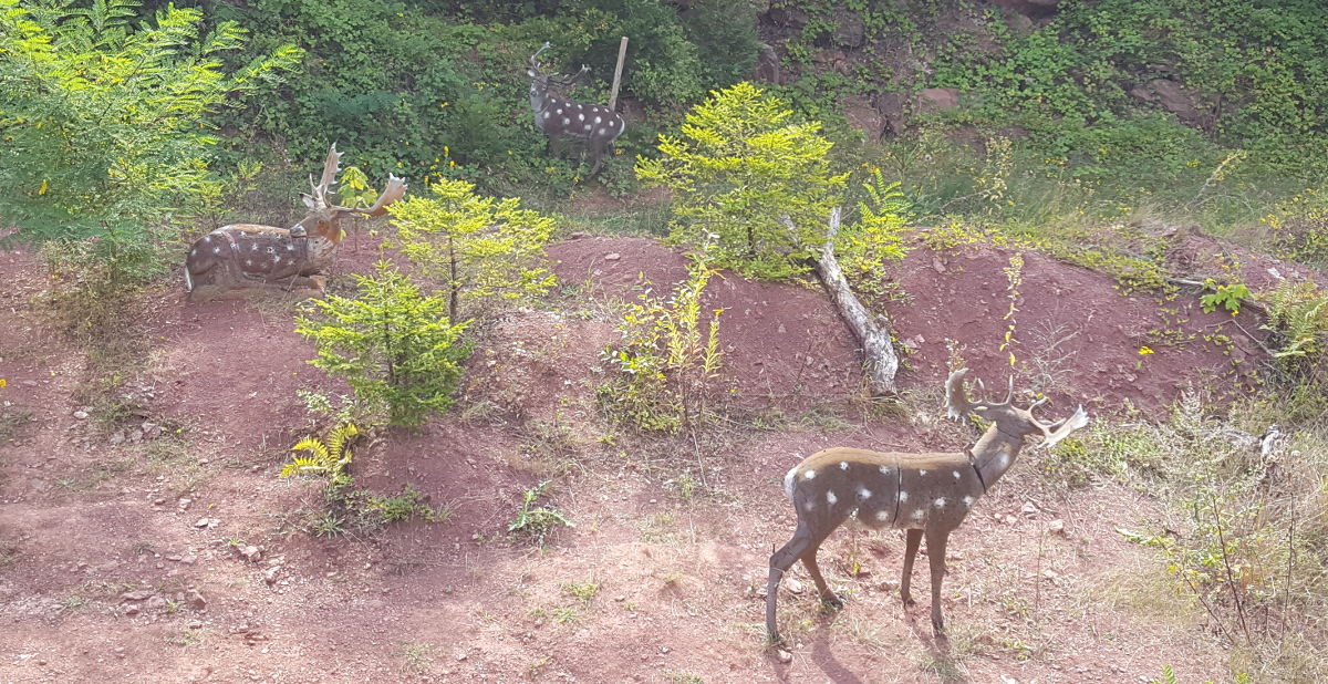 Colemen Traditionell intuitiv Bogenschießen, 3D Bogenparcours Wolfsschlucht